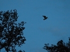 Urgent questionnaire on the future of woodcock and snipe shooting in Great Britain