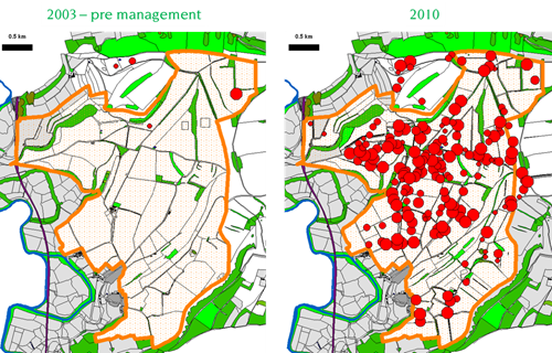 Grey partridge autumn counts from 2003 (the year before the management started) and in 2010 (when both gamekeepering and habitat management were fully implemented).  The red dots are individual grey partridge coveys, with the size of the dot relative to the number of young in each covey