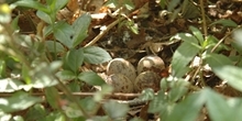 Uncropped cultivated areas for ground-nesting birds on arable land