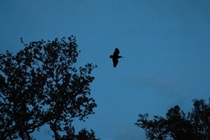 Roding woodcock
