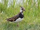 GWCT facilitation of the Strathbraan wader conservation trial