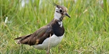 Waders