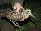 Schöffel Country raises record-breaking amount for GWCT following Black Friday incentive