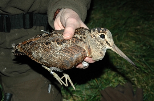 Tagging a woodcock