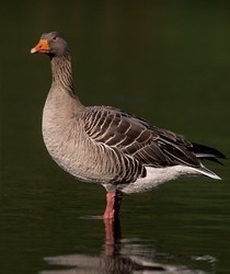 Greylag goose
