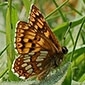 Changes in cereal invertebrates