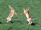 Giving brown hares the common touch