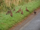 Hot summer makes it a record-breaker for rare black grouse chicks