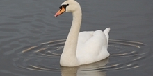 Ducks, geese and swans
