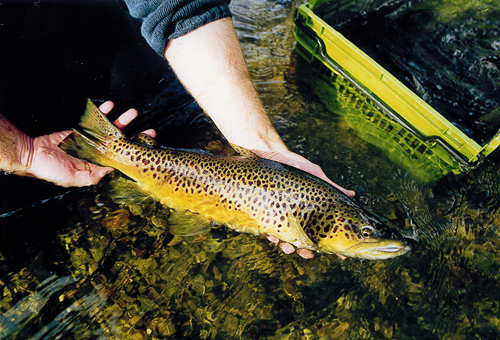Brown trout