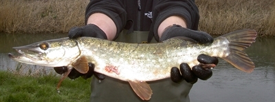 Northern pike Northern pike