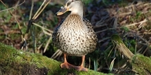 Duck ponds