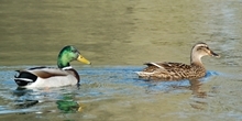 Ducks, geese and swans