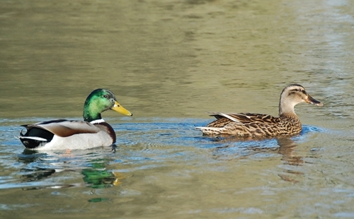 Two Mallard