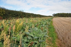 Kale Quinoa Next To Stubble