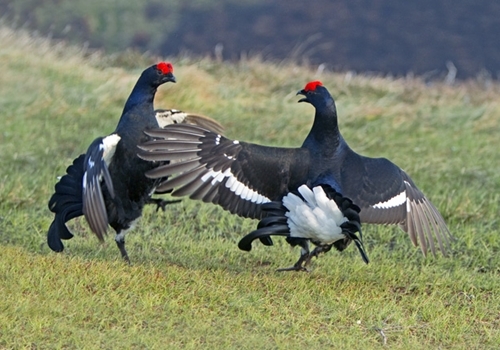 Pair Black Grouse Fighting www.davidmasonimages.com Pair Black Grouse Fighting www.davidmasonimages.com