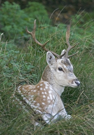 Fallow Deer Buck - www.davidmasonimages.com
