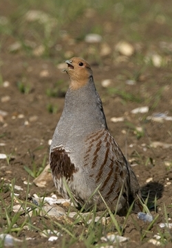 Grey partridge (David Mason)
