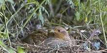 INTERREG PARTRIDGE Project
