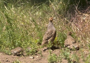 Grey Partridge Chicks (www.davidmasonimages.com)