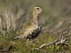 New research shows rise in predators is threatening red-listed birds with extinction