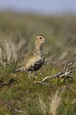 Golden plover (www.davidmasonimages.com)