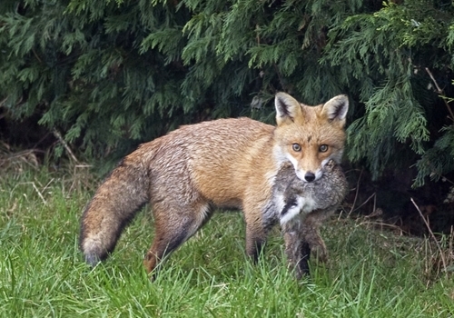 Fox With A Rabbit www.davidmasonimages.com