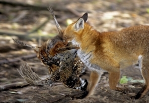 Fox and pheasant (Credit: David Mason)