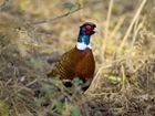 NRW delays decision on Gamebird release regulation in Wales