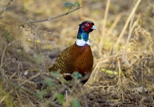 Cock Pheasant (www.davidmasonimages.com)