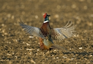 Crowing pheasant (www.davidmasonimages.com)