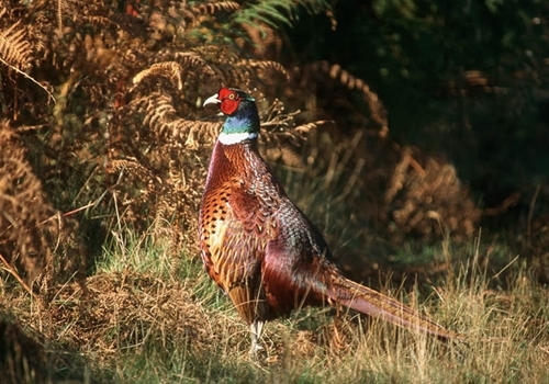 Pheasant In Woodland 2 www.davidmasonimages.com