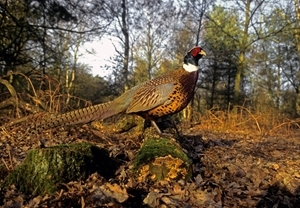 Pheasant in woodland (www.davidmasonimages.com)