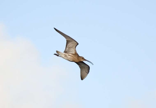 Curlew In Flight www.davidmasonimages.com