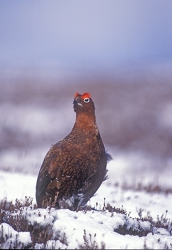 Grouse (www.davidmasonimages.com)