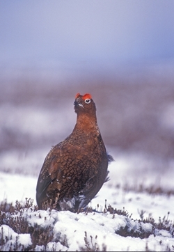 Red grouse (www.davidmasonimages.com)