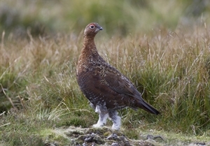 Red grouse (www.davidmasonimages.com)