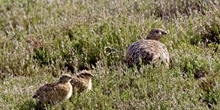 Which red grouse life stages have the largest impact on grouse population change?