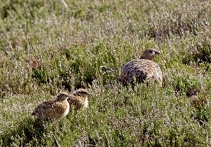Red grouse and chicks (Credit: David Mason)