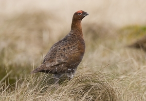 Red grouse (www.davidmasonimages.com)