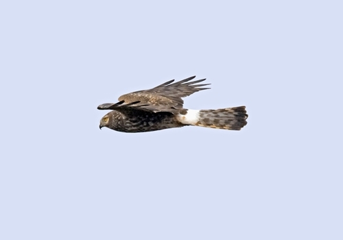 Hen Harrier www.davidmasonimages.com