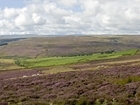 GWCT statement on the SRUC grouse moor report