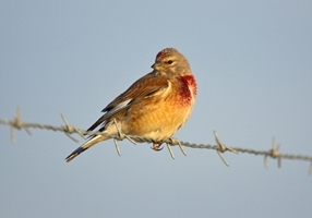 Linnet Male 2 www.davidmasonimages.com