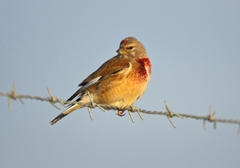 Linnet Male 2 www.davidmasonimages.com