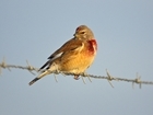 2022 Big Farmland Bird Count: 26 red-listed species sighted as land managers help build picture of the state of farmland birds