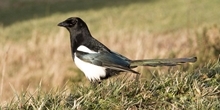 Response to NRW's approach to regulating the shooting and trapping of wild birds
