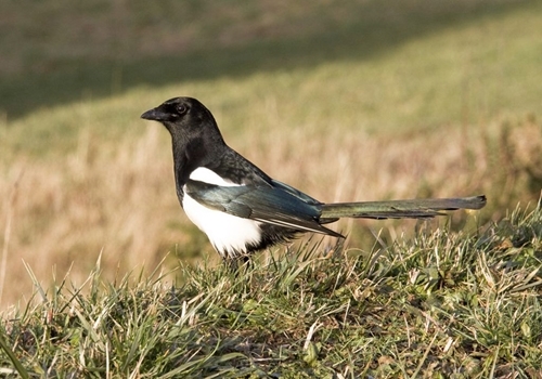 Magpie 2 www.davidmasonimages.com