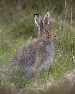 Mountain hare (www.davidmasonimages.com)