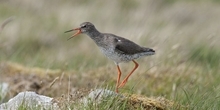 Falling numbers of waders on lowland wet grasslands, 1982-2002