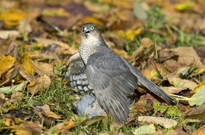 Sparrowhawk with grey partridge (Credit: David Mason)